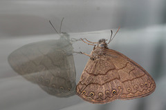 Hermeuptychia gisella