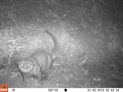 Aonyx capensis capensis