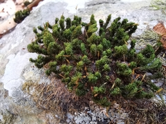 Ptychomitrium serratum