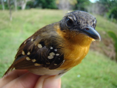 Sciaphylax hemimelaena