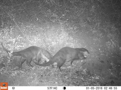 Aonyx capensis capensis