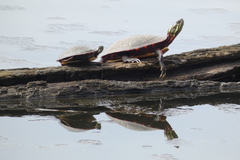 Chrysemys picta marginata