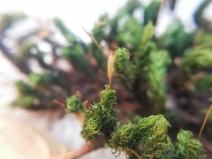 Ptychomitrium serratum