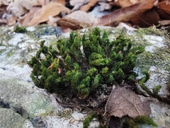 Ptychomitrium serratum