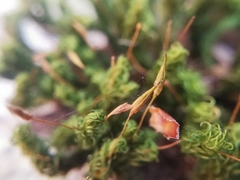 Ptychomitrium serratum