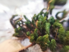 Ptychomitrium serratum