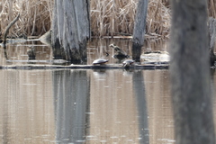 Chrysemys picta marginata