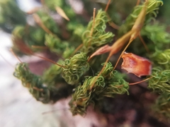 Ptychomitrium serratum