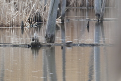 Chrysemys picta marginata