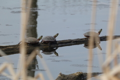 Chrysemys picta marginata