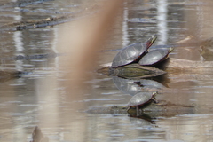 Chrysemys picta marginata