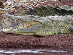 Crocodylus niloticus