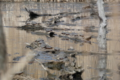 Chrysemys picta marginata