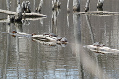 Chrysemys picta marginata