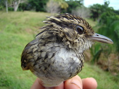 Hypocnemis peruviana