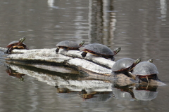 Chrysemys picta marginata