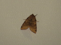 Vulpechola vulpecula