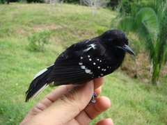 Microrhopias quixensis