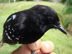 Microrhopias quixensis