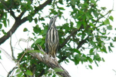 Ixobrychus sturmii