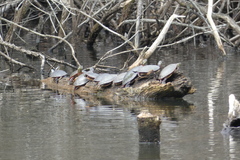 Chrysemys picta marginata