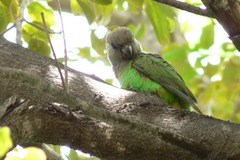 Poicephalus cryptoxanthus cryptoxanthus