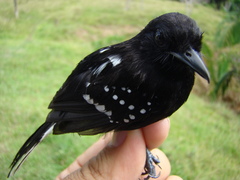 Microrhopias quixensis