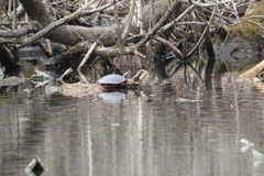 Chrysemys picta marginata