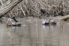 Chrysemys picta marginata