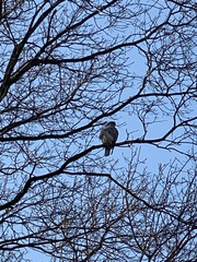Buteo jamaicensis