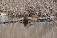 Chrysemys picta marginata