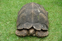 Stigmochelys pardalis