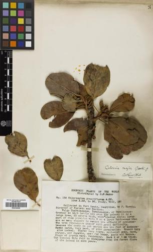 Sideroxylon grandiflorum