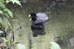 Fulica americana columbiana