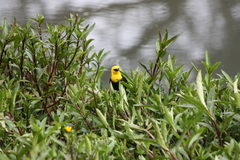 Chrysomus icterocephalus bogotensis