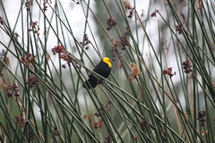 Chrysomus icterocephalus bogotensis