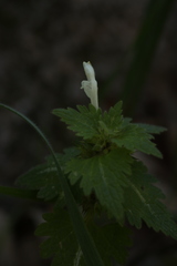 Lamium bifidum
