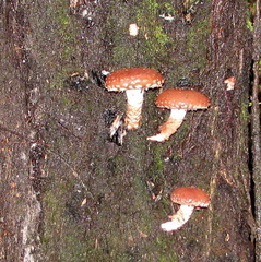 Lentinula aciculospora