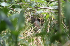 Cavia aperea anolaimae