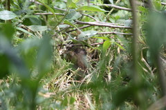 Cavia aperea anolaimae