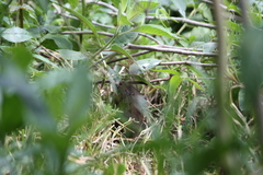Cavia aperea anolaimae