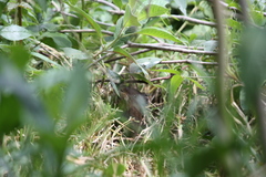 Cavia aperea anolaimae