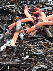 Phallus rubicundus