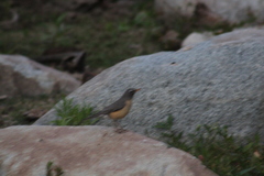 Turdus migratorius confinis