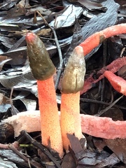 Phallus rubicundus