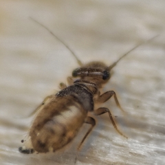 Lepinotus