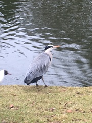 Ardea cinerea