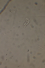 Hartmannellidae