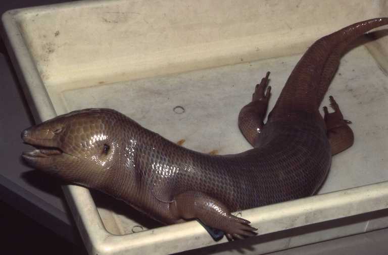 Jamaica Giant Galliwasp