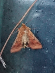 Helicoverpa armigera conferta